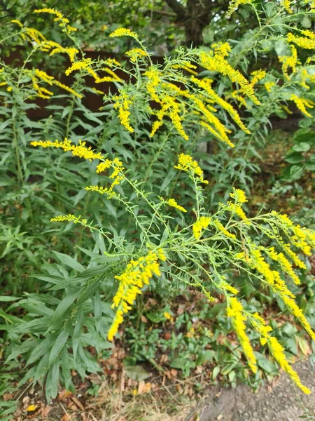 Nesta Foto Uma Bela Natureza Planta Goldenrod Também Chamado Goldenrod — Fotografia de Stock