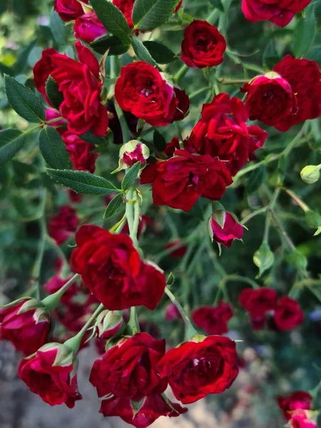 Tym Zdjęciu Piękna Roślinno Kwiatowa Czerwona Róża Otwartym Pączkiem — Zdjęcie stockowe