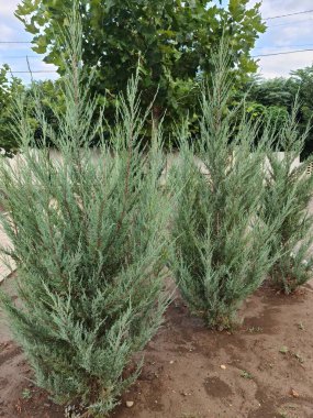 Bu çok güzel bir ardıç bitkisi, kayalık ardıç türünden, bazen Vygry aruniper olarak da bilinir.