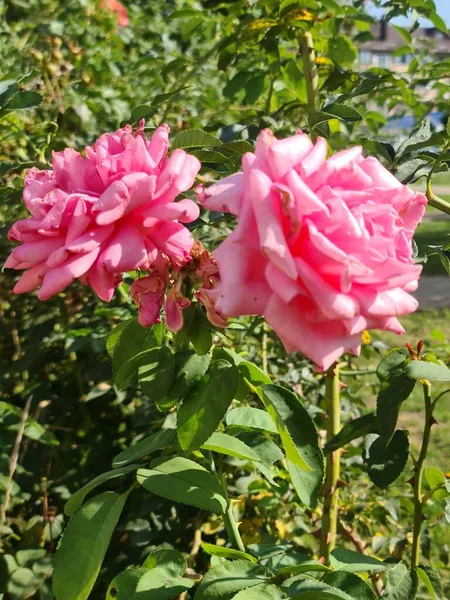 Cette Photo Montre Une Belle Plante Rose Dans Jardin Été — Photo