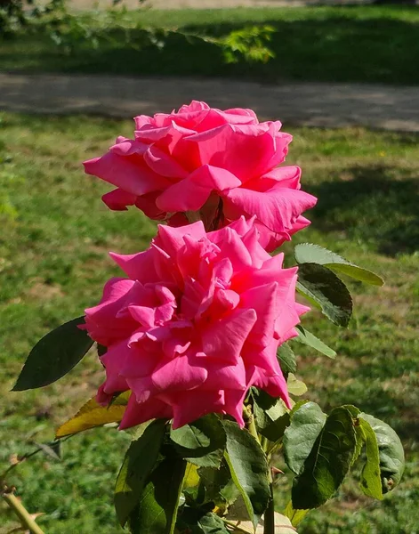 Zdjęcie Pokazuje Piękną Roślinę Różaną Ogrodzie Latem — Zdjęcie stockowe
