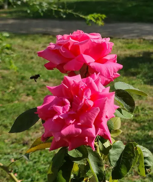 Esta Foto Mostra Uma Bela Rosa Planta Jardim Verão — Fotografia de Stock