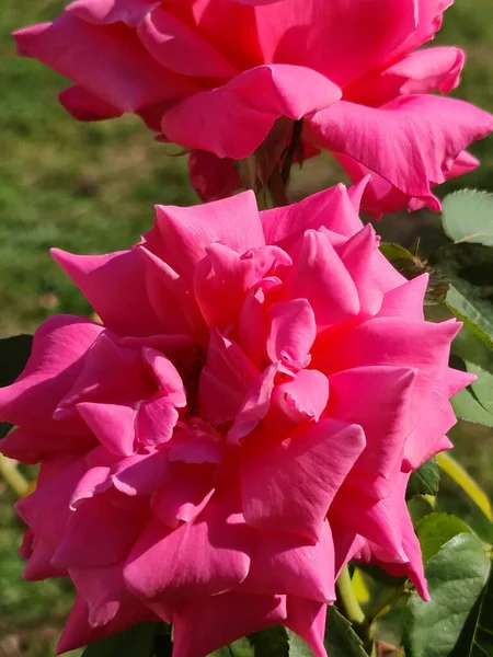 This photo shows a beautiful rose plant in the garden in summer