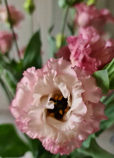 Auf Diesem Foto Ist Eine Blume Nahaufnahme Ein Wunderschönes Pflanzeneustoma — Stockfoto