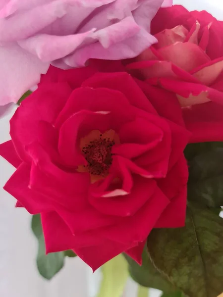 Cette Photo Montre Une Belle Plante Rose Dans Jardin Été — Photo