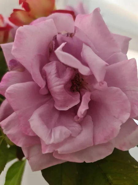 Cette Photo Montre Une Belle Plante Rose Dans Jardin Été — Photo