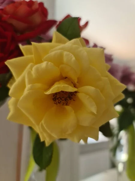 Esta Foto Muestra Una Hermosa Planta Rosas Jardín Verano — Foto de Stock