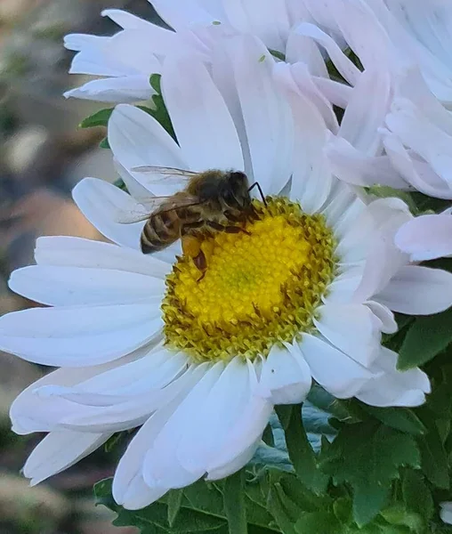 Αυτή Φωτογραφία Υπάρχουν Πολύ Όμορφα Λουλούδια Χαμομηλιού Μια Μέλισσα Κάθεται — Φωτογραφία Αρχείου