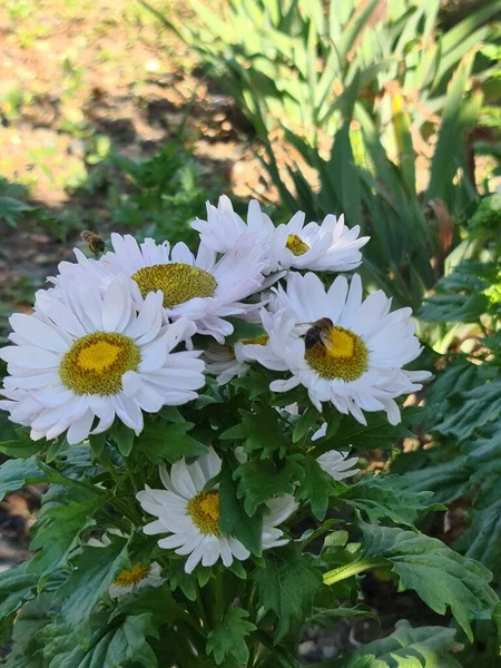 Цьому Фото Дуже Красиві Квіти Ромашки Бджола Сидить Білих Квітах — стокове фото