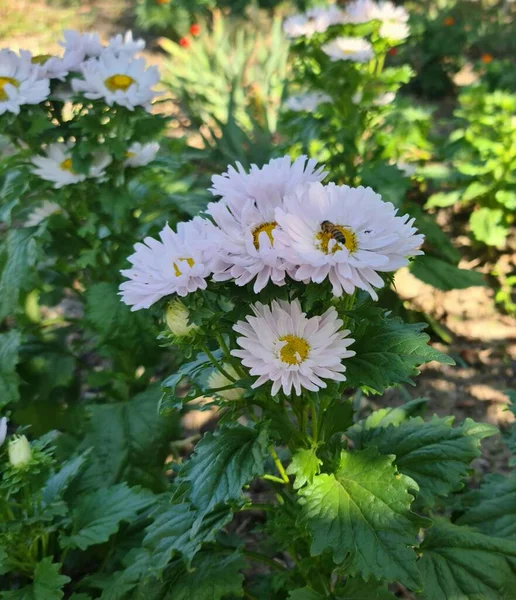 Nesta Foto Flores Camomila Muito Bonitas Uma Abelha Senta Flores — Fotografia de Stock