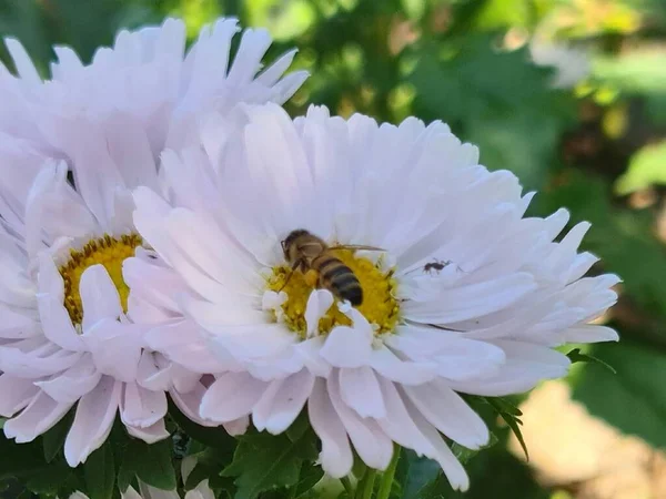 Auf Diesem Foto Gibt Sehr Schöne Kamillenblüten Eine Biene Sitzt — Stockfoto