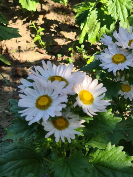 Nesta Foto Flores Camomila Muito Bonitas Uma Abelha Senta Flores — Fotografia de Stock