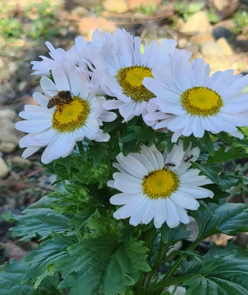 Nesta Foto Flores Camomila Muito Bonitas Uma Abelha Senta Flores — Fotografia de Stock