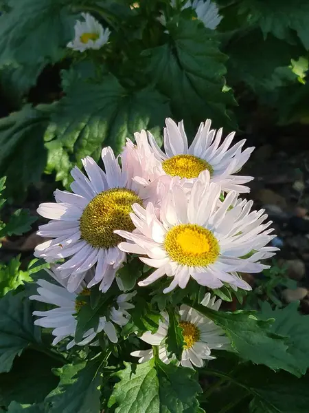 Nesta Foto Flores Camomila Muito Bonitas Uma Abelha Senta Flores — Fotografia de Stock