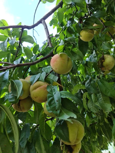in this photo there are beautiful fruit trees-peach
