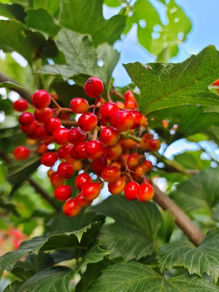 Esta Foto Arbusto Bayas Viburnum Común Fotos De Stock