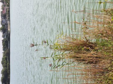 Çok güzel bir kırsal alan. Yaz, nehir kıyısı, sazlıklar, söğüt ağaçları.