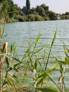 Çok güzel bir kırsal alan. Yaz, nehir kıyısı, sazlıklar, söğüt ağaçları.