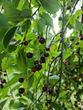 Bu fotoğrafta, kırmızı ve siyah böğürtlenli bir kuş kiraz ağacı var.
