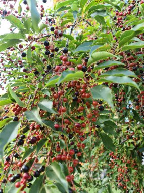 Bu fotoğrafta, kırmızı ve siyah böğürtlenli bir kuş kiraz ağacı var.