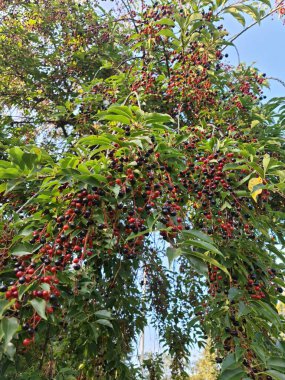 Bu fotoğrafta, kırmızı ve siyah böğürtlenli bir kuş kiraz ağacı var.