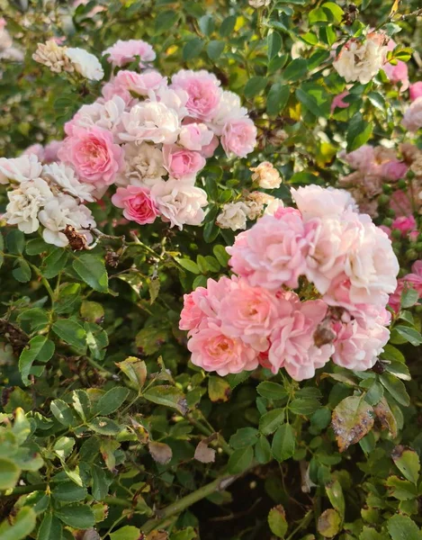 Nesta Foto Canteiro Bonito Jardim Com Flores Rosas — Fotografia de Stock