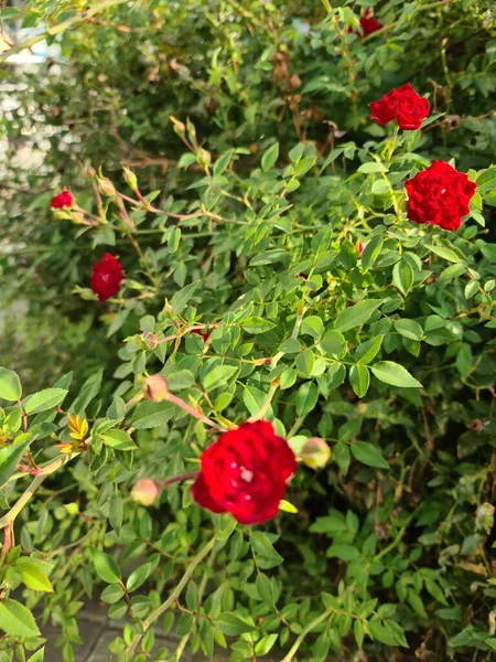 Tym Zdjęciu Piękne Kwietniki Ogrodzie Kwiatami Róż — Zdjęcie stockowe