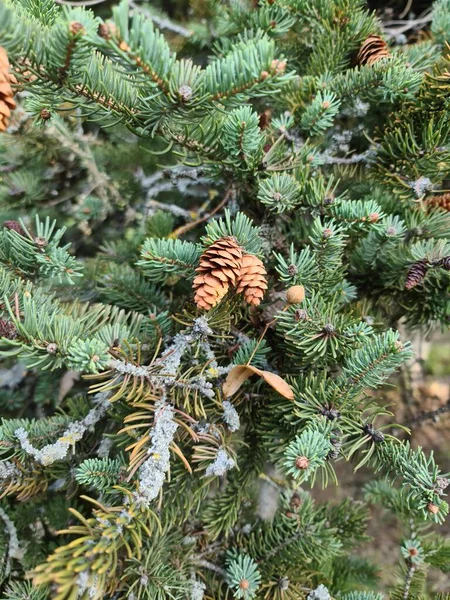 in this photo there is a spruce tree, on a spruce branch there are cones