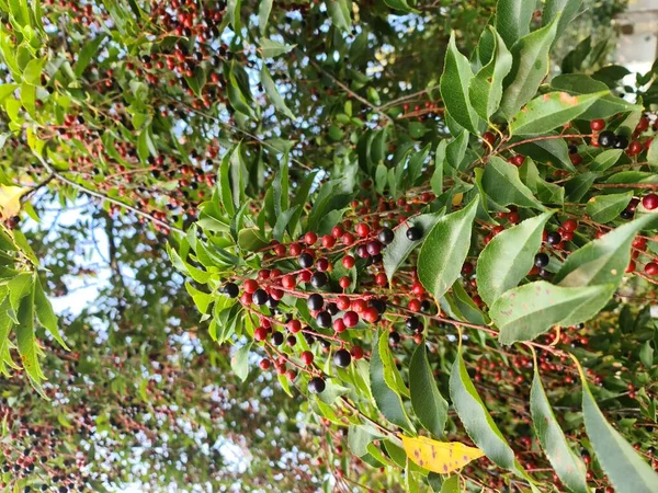 Photo Bird Cherry Berry Tree Red Black Berries — Stock Photo, Image