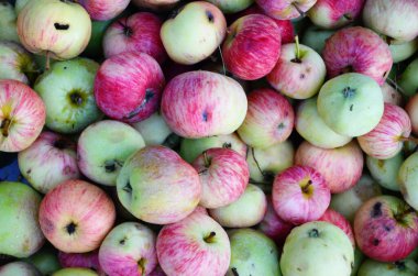 kırmızı ve yeşil elmalar