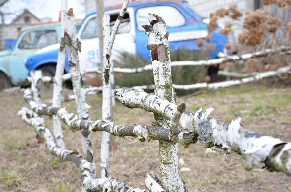 Björkstaket Trädgården — Stockfoto