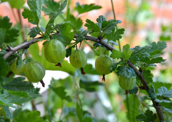 Gröna Krusbär Gren — Stockfoto