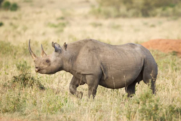 Una Donna Adulta Rinoceronte Nero Passeggia Nel Masai Mara Kenya — Foto Stock