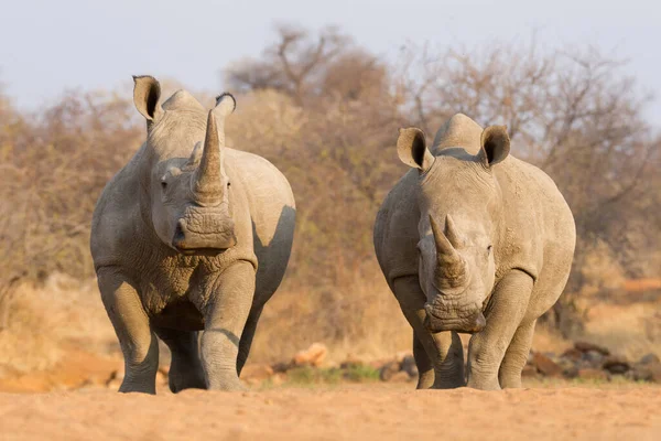 Due Rinoceronti Bianchi Adulti Insieme Davanti Alla Telecamera Nel Kruger — Foto Stock