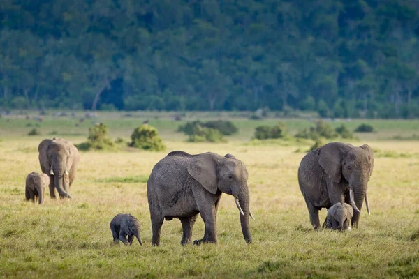 Três Elefantes Adultos Sexo Feminino Com Seus Pequenos Bebês Kenya — Fotografia de Stock