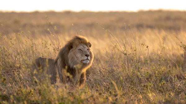 Ein Großer Erwachsener König Der Löwen Steht Sanften Morgenlicht Der — Stockfoto