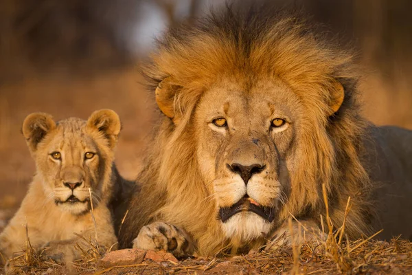 Egy Felnőtt Hím Oroszlán Fekszik Közel Kis Kölyök Kruger Park — Stock Fotó