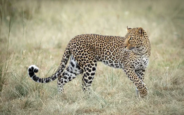 Leopardo Hembra Adulto Mirando Hacia Atrás Parado Hierba Masai Mara —  Fotos de Stock