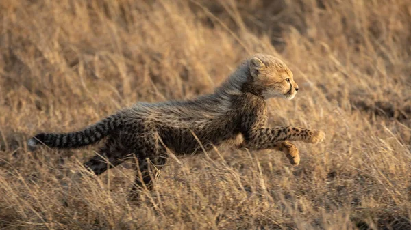 Small baby cheetah running fast in grass in the early morning light full body shot Tanzania
