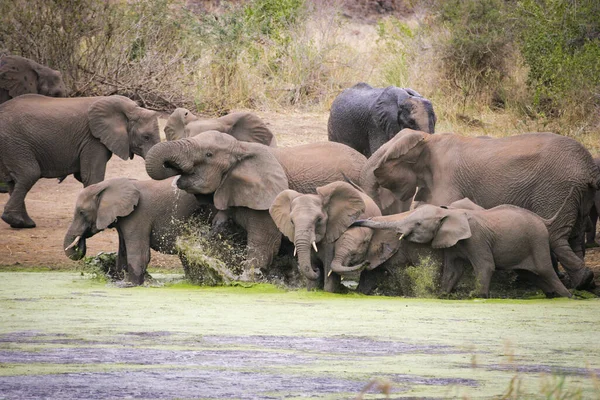 Sloní Rodina Dospělých Mladých Baví Pití Cákání Zelené Vody Jedné — Stock fotografie