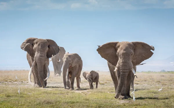 Groupe Éléphants Adultes Bébés Marchant Ensemble Lors Une Journée Ensoleillée — Photo