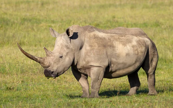 Rinoceronte Branco Maciço Com Chifre Longo Vista Lateral Corpo Inteiro — Fotografia de Stock