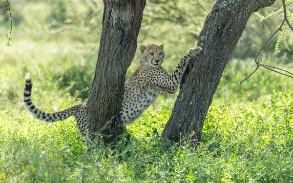 One Young Cheetah Stretched Two Trees Standing Green Grass Shade — Stock Photo, Image