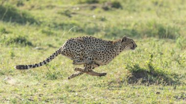 Güneşli bir günde Masai Mara Kenya 'da yeşil arka planda hızla koşan bir yetişkin çita.