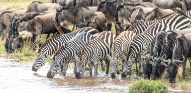 Mara Nehri 'nden beş yetişkin zebra Masai Mara Kenya' daki bir antilop sürüsüyle birlikte su içiyor.