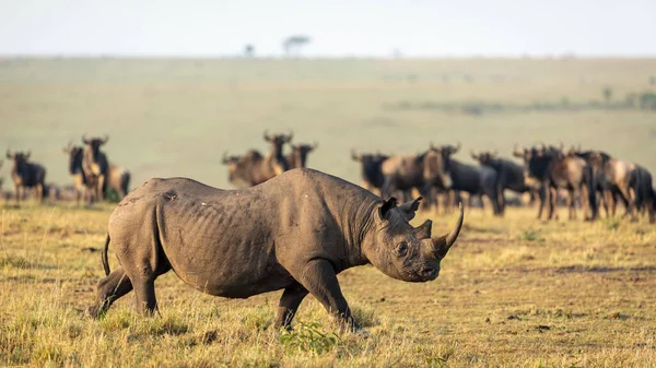 Rhinocéros Noir Adulte Avec Une Grosse Corne Marchant Avec Des — Photo
