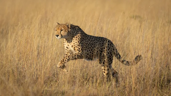 一人の大人Cheetahフルボディサイドビューの彼女のLeaping以上背の高い黄色草で柔らかい午後光でSavutiボツワナ — ストック写真