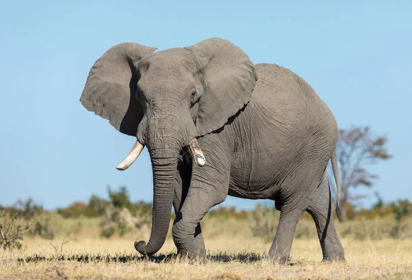 Elefante Africano Fêmea Caminhando Com Cabeça Virada Para Câmera Dia — Fotografia de Stock