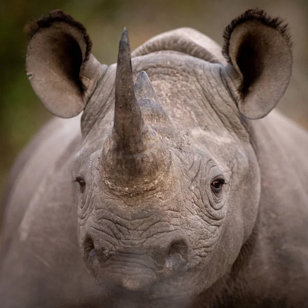 Svart Noshörning Närbild Huvud Porträtt Kruger Park Sydafrika — Stockfoto