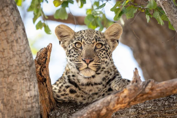 南非克鲁格公园 一只长着一双美丽的大眼睛的小豹子栖息在绿叶树上 直视前方 — 图库照片